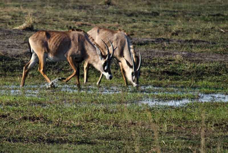 182 - Namibia - antilopes Roan - reserva de animales Mahango